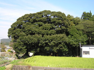 手前に田んぼ、奥に幹が見えないほど葉で覆われた椎の木が写っている写真