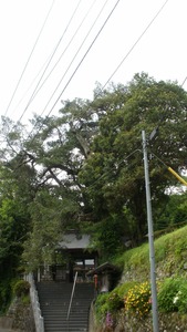 右側に立っているイヌマキの木の枝がトンネルのように、中央にある石の階段の上を覆っている写真