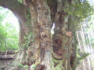 太くごつごつした幹に葉っぱが少し生えているスダジイの木の根元を写している写真
