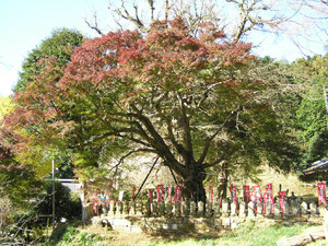 根本の近くに石碑のようなものと赤い旗が並べられている、上部が赤く色づくモミジの写真