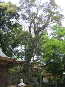 神社境内の建物の傍に生えている枝が大きく広がるイチイガシの写真