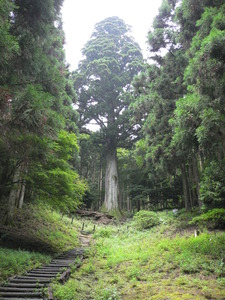 周辺に杉の木が生える中央にあるひときわ太く大きな杉の木の写真