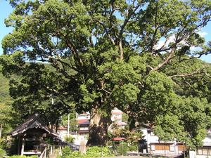 お寺の紋のすぐ横に立っている根元から3メートルほどの地点から枝分かれし大きく広がり緑の葉をつけるクスの木の写真