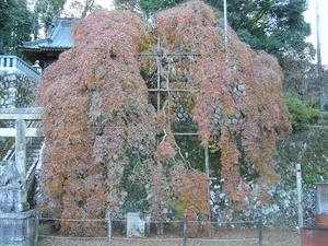 鮮やかな赤やオレンジ色の葉っぱを付けた枝が下向きに垂れ下がるイロハカエデの写真