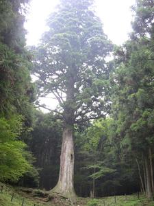 周辺に過ぎの木が生える中、中央に立つひときわ高い杉の木を見上げるように撮影した写真