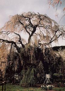 太い根元から複数枝分かれして広がり、稲のように垂れ下がり花を咲かせるシダレザクラの写真