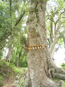根本から少し離れた位置にしめ縄がまかれているイチイガシの木の写真