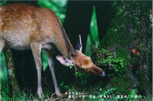 木の根元に生えている苔を食べているシカの写真