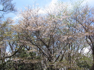 青空の下、万三郎山頂まめ桜を下から撮影した写真