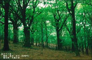 鮮やかな緑色のブナ科の木々が森一面にそびえ立っている様子を撮影した写真