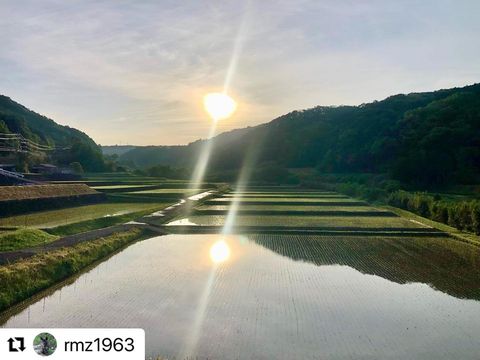 田んぼ